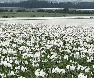 makova-pole-rols-2019